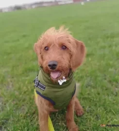 Dog walker Liverpool L7