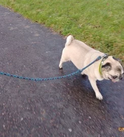 Dog walker Liverpool L7