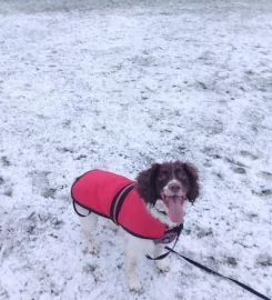Dog walker Liverpool L7
