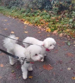 Dog walker Liverpool L7