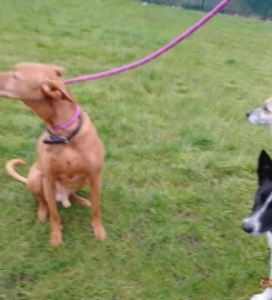 Dog walker Liverpool L7
