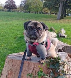Dog walker Liverpool L7