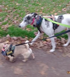 Dog walker Liverpool L7