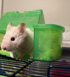Shannon’s Small Animal Pet Boarding