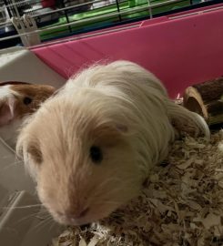 Shannon’s Small Animal Pet Boarding