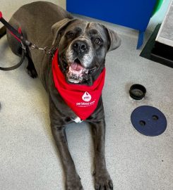 Pet Blood Bank UK