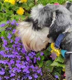 Fee's Walks For Paws