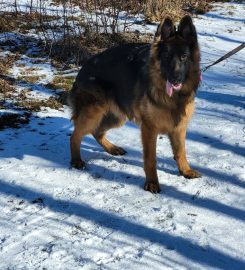 Fee's Walks For Paws