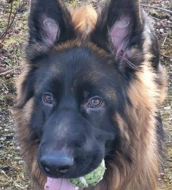 Fee's Walks For Paws