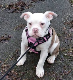 Fee's Walks For Paws