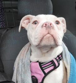 Fee's Walks For Paws