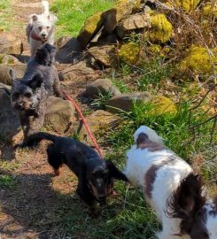Kilbarchan Ultimutt Dog Walkers