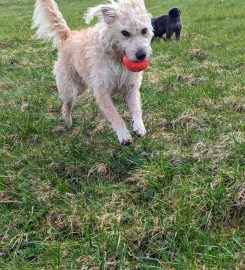 Kilbarchan Ultimutt Dog Walkers