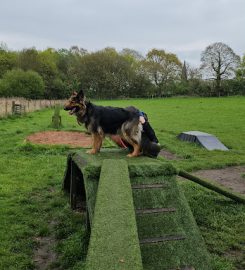 Pets at Play