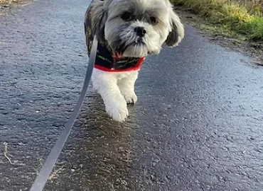 We Will Walk You – Dog Walking with Erin