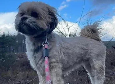 We Will Walk You – Dog Walking with Erin