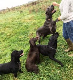 Barnfield Luxury boarding and daycare for dogs