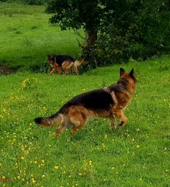 Barnfield Luxury boarding and daycare for dogs