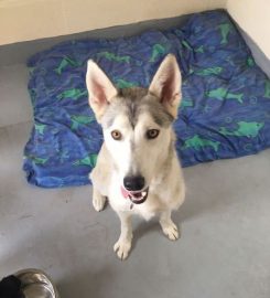 Barnfield Luxury boarding and daycare for dogs