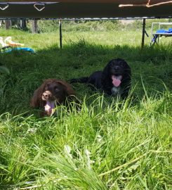 Barnfield Luxury boarding and daycare for dogs