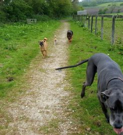 Barnfield Luxury boarding and daycare for dogs