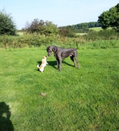 Barnfield Luxury boarding and daycare for dogs