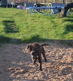 Pets at Play