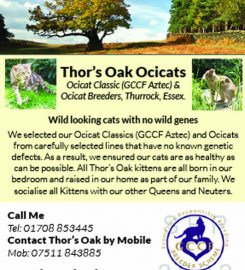 Thor’s Oak Ocicats