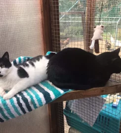 KINGSLEA BOARDING CATTERY