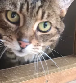 KINGSLEA BOARDING CATTERY