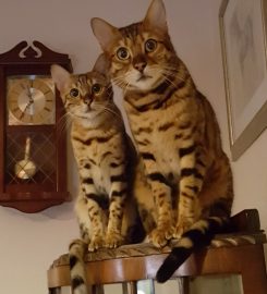 Winrosa Bengals