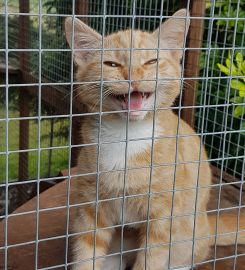 Tilly's Boarding Cattery