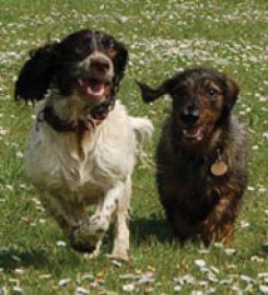 Happy Hounds