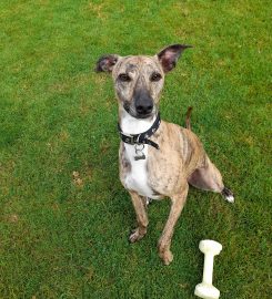 Tynehill Boarding Kennels and Cattery