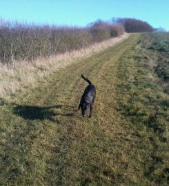 Farmhouse Holidays for Dogs