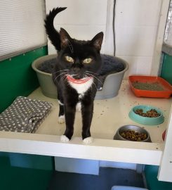 Stable Cottage Boarding Cattery