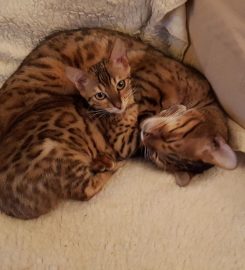 Winrosa Bengals