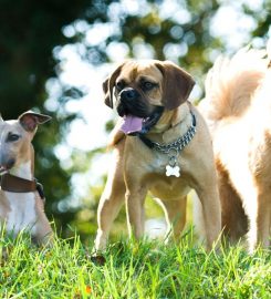 Country Boarding Kennels