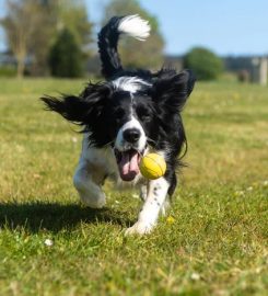 Country Boarding Kennels