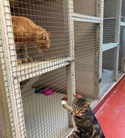 Laxey Cattery