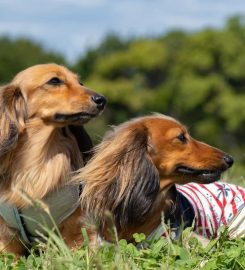 Country Boarding Kennels