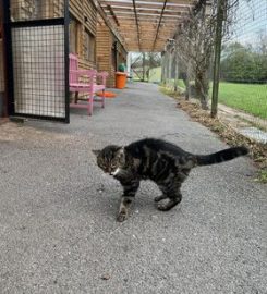 Laxey Cattery