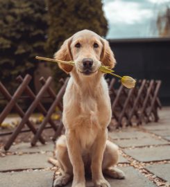 Country Boarding Kennels