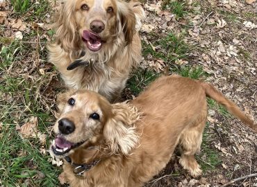 Canine Country Club