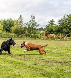 The Conifers Canine Hotel