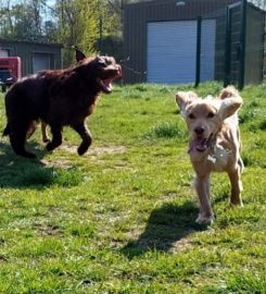 Kingswood Farm Boarding Kennels & Cattery