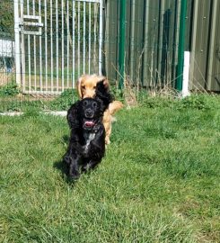 Kingswood Farm Boarding Kennels & Cattery