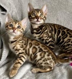 Purdypaws Bengals