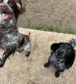 Country House Kennels and Cattery