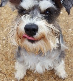 Tynehill Boarding Kennels and Cattery